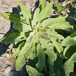 Verbascum thapsus Ліст