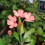 Crossandra nilotica Flor