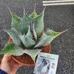 Agave parrasana List