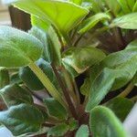 Streptocarpus ionanthus Лист