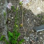 Crepis rubra 整株植物