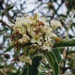 Volkameria eriophylla Virág