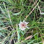 Trifolium occidentale Blomma