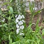 Veronica gentianoides Flower