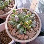 Adromischus cooperi Foglia