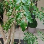 Fraxinus griffithii Leaf