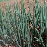 Allium fistulosum Blad