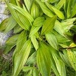 Gentiana purpurea Blatt