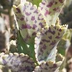 Kalanchoe marmorata Листок