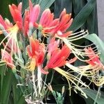 Lycoris radiata Flower