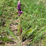 Orchis mascula 花