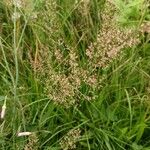 Agrostis capillarisപുഷ്പം