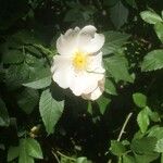 Rosa corymbifera Flor