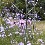 Verbena bonariensisKwiat