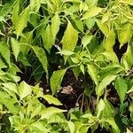 Capsicum annuum 形態