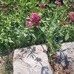 Centranthus ruber फूल