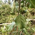 Ehretia amoena Hoja
