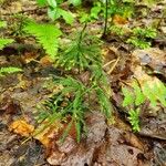 Lycopodium dendroideum Alkat (teljes növény)