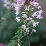 Cleomella serrulata Flower