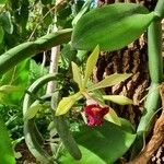 Vanilla polylepis Kvet