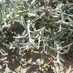 Convolvulus oleifolius Leaf