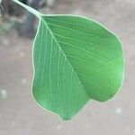 Pterocarpus rotundifolius Leaf