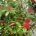 Saraca indica 整株植物