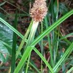 Rhynchospora cephalotes Квітка