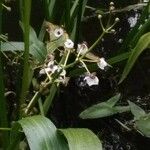 Sagittaria sagittifolia Kvet