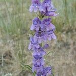 Penstemon secundiflorus অভ্যাস