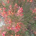 Cytisus × dallimorei Flower