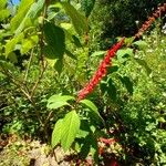 Salvia confertiflora Flower