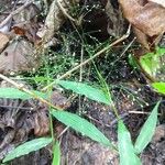 Panicum trichanthum Hoja