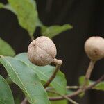 Khaya anthotheca Frukto