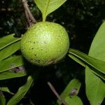 Diospyros nigra Fruto