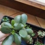 Crassula ovataLeaf