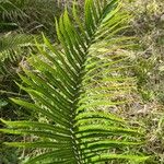 Thelypteris unita Leaf