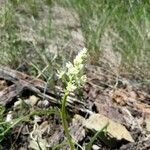 Toxicoscordion paniculatum 花