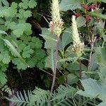 Pedicularis bracteosa 整株植物