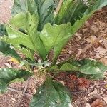 Anthurium hookeri Blatt