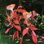Amherstia nobilis Kwiat