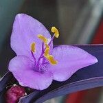 Tradescantia pallida Květ