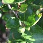 Flacourtia indica Fruit