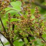 Syringa pubescens Blomma