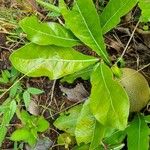 Gardenia ternifolia Leaf