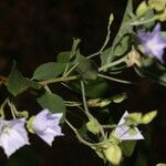 Jacquemontia pentanthos Flower