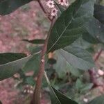 Vernonia amygdalina Bark