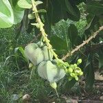 Barringtonia asiatica Fruit