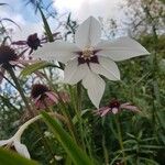 Gladiolus murielae Flower