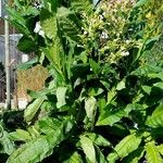 Nicotiana tabacum Habitus